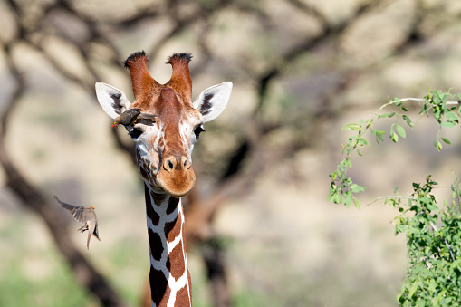 Close-up of male southern giraffe near bushes