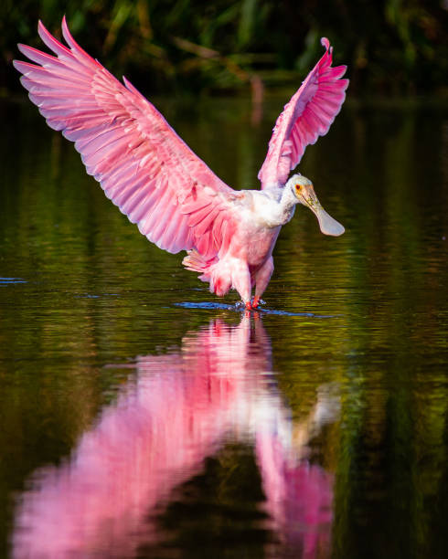 Roseate Spoonbill with water reflection A roseate spoonbill landing in water with a reflection preening stock pictures, royalty-free photos & images