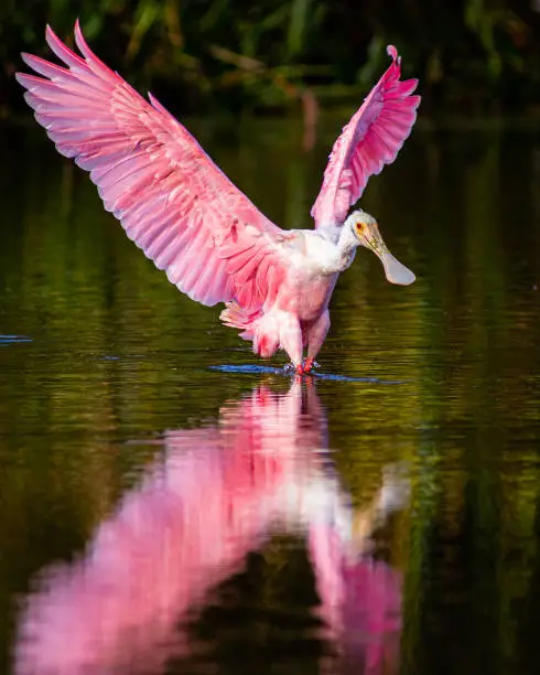 A roseate spoonbill landing in water with a reflection