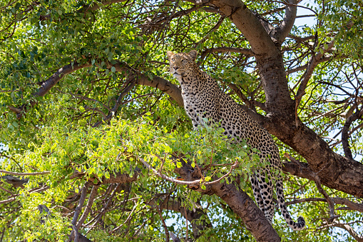 A leopard on the look out. Image was taken at Madikwe Game Reserve in South Africa