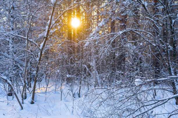istock snow covered forest trees with low winter evening sun light through 1298321742