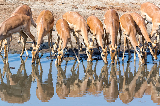 A group of impalas drinking at a waterhole in Hwange National Park, Zimbabwe