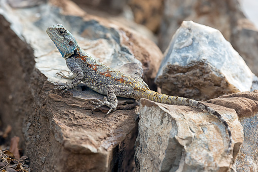 Blue headed Agama on a rock at Madikwe Game Reserve in South Africa