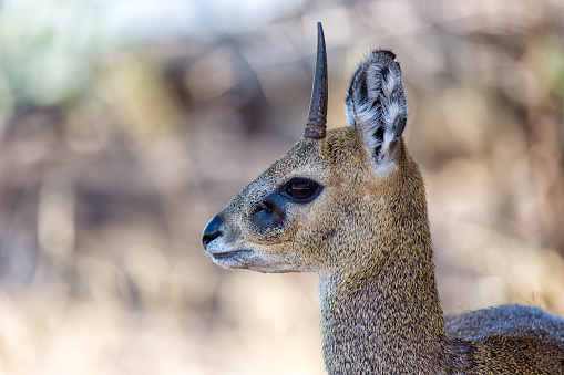 An Klipspringer antelope at Madikwe Game Reserve in South Africa.