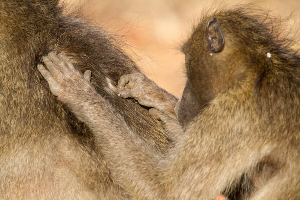 pflege pavian - kruger national park monkey baboon africa stock-fotos und bilder
