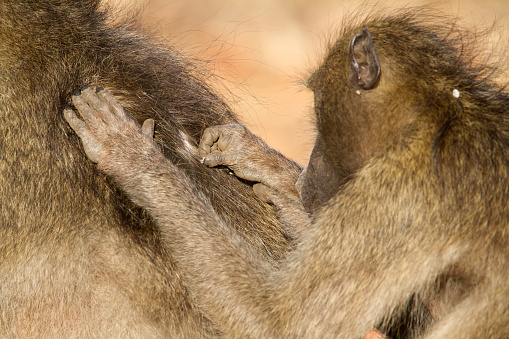 Vervet Monkey Grooming - Kruger National Park, South Africa.