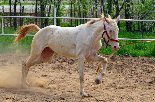 Ahal Region, Turkmenistan: Akhal-Teke mare, a Turkmen horse breed, one of the oldest horse breeds in the world. Due to its isolation on desert oases and the arid desert climate geared towards extreme hardness, it is particularly suitable for difficult distance stretches.