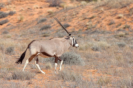 Scenic view of the Oryx gazella walking in front of the mountains in the Namib Naukluft National Park, Namibia