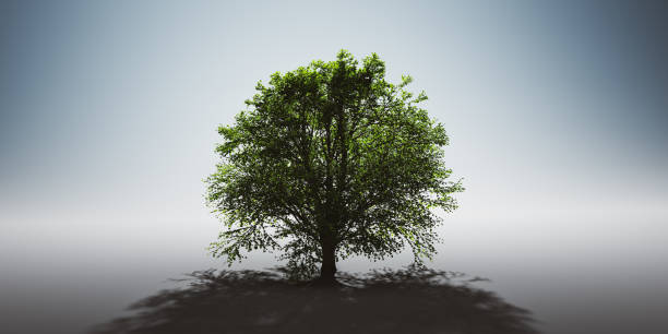 istock Green lonely tree. Nature background, single light and shadow 1298322588