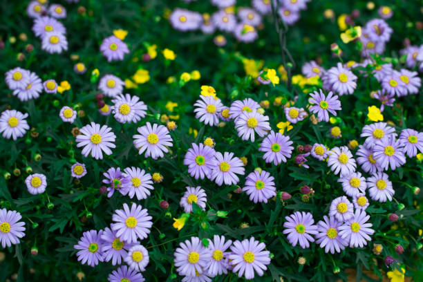 istock Floral background of small  light blue meadow flowers 1298322865