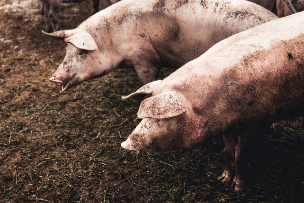 istock Pig on the farm. Bad conditions, pets 1298324387