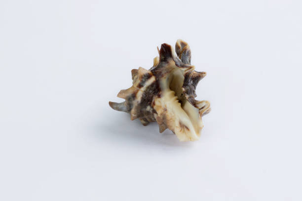 istock Marine life: brown itchy gastropod seashell close-up on white background 1298324438
