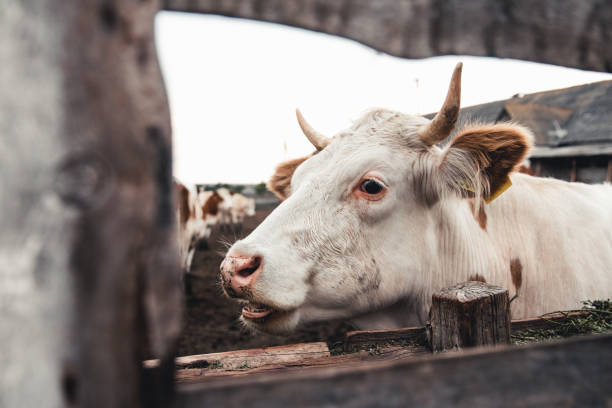 istock Cows on the form. Milk, meat production. Household animals. 1298324449