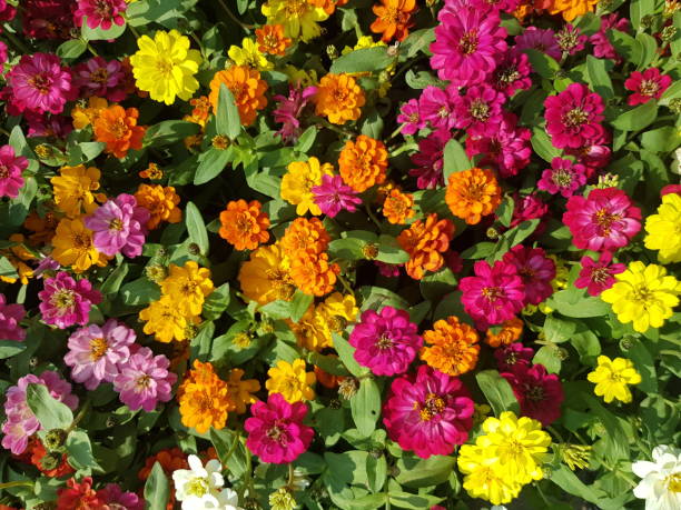 istock Wallpaper image Zinnia flower Many colors, bright, beautiful 1298324463