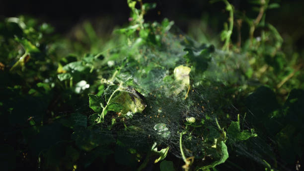 istock Spider web at dawn in the grass, dew water drops, close up 1298324560