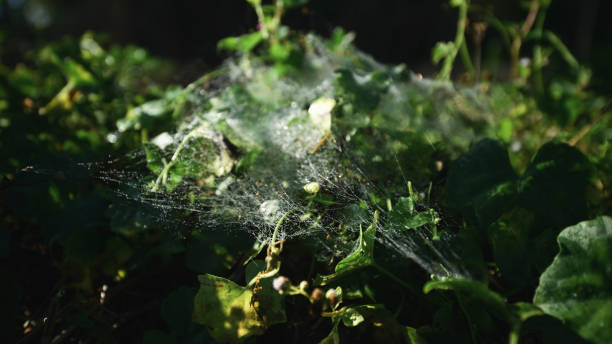 istock Spider web at dawn in the grass, dew water drops, close up 1298324562