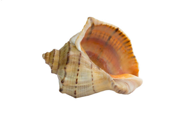 istock Big light bright yellow gastropod seashell close-up on white background 1298325834