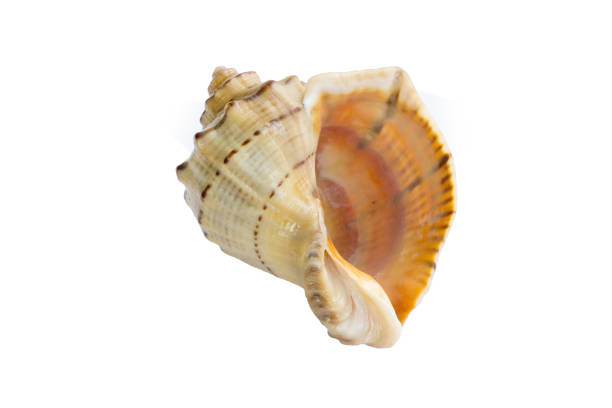 istock Big light bright yellow orange gastropod seashell close-up on white 1298325842
