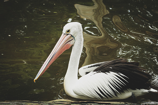 Large native bird swimming and feeding