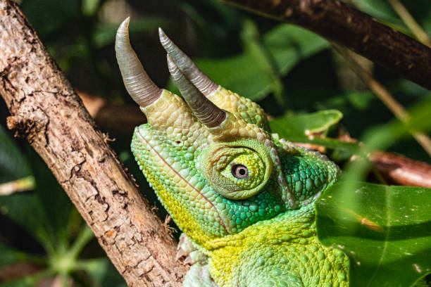 Close up Portrait Detail of a Male Jackson’s Chameleon (Trioceros jacksonii) Showing it’s Horns and Skin Texture. - fotografia de stock