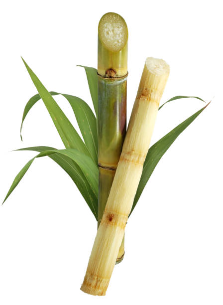 Sugar cane isolated on white background Sugar cane isolated on white background yield sign photos stock pictures, royalty-free photos & images
