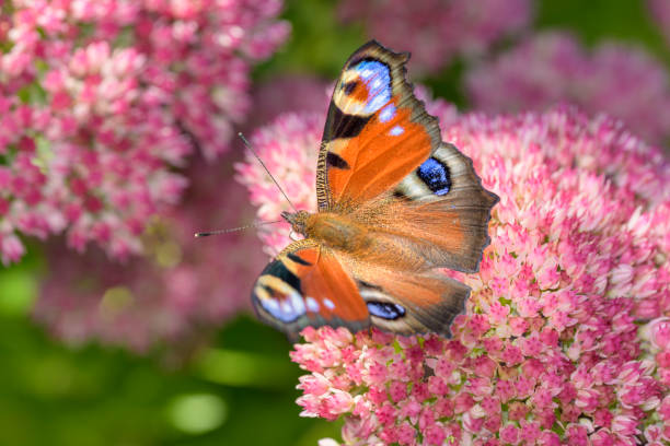 Peacock-butterfly - Aglais-io - on a orpine blossom - Sedum telephium European peacock butterfly - Aglais-io - sucks with its trunk nectar from a orpine blossom - Sedum telephium mann stock pictures, royalty-free photos & images