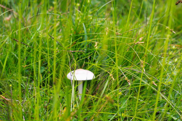 Close-up of a mushroom on the path of Lake Nambino in Trentino, travels and landscapes in Italy