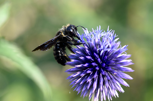 Xylocope violet carpenter bee on the flower thistle