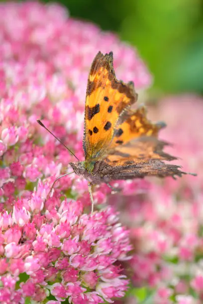 Comma butterfly - Polygonia c-album sucks with its trunk nectar from a orpine blossom - Sedum telephium