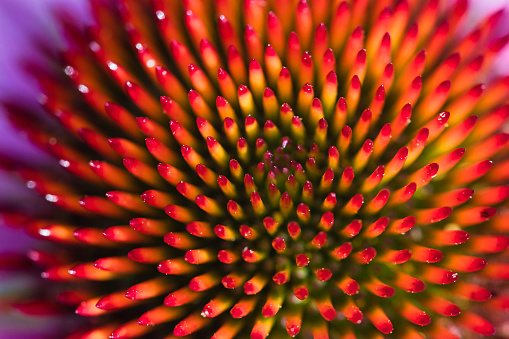 The spiny center of the purple coneflower texture macro full frame