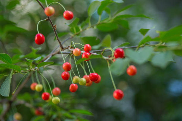 istock Cherry berries ripen on the tree on a summer day. Selective focus. 1298331841