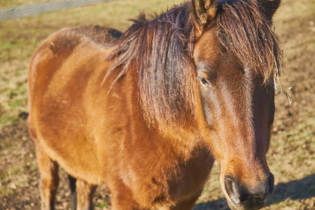 istock Horse on a pasture on a sunny day 1298332431
