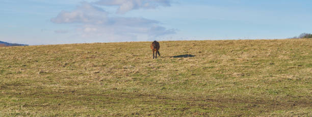 istock Horse on a pasture on a sunny day 1298332449