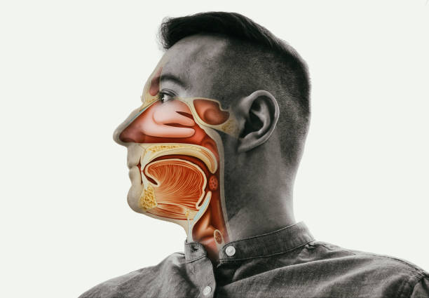 Anatomy of the mouth, throat and nose. Anatomy of the mouth, throat and nose on man portrait. respiratory tract stock pictures, royalty-free photos & images