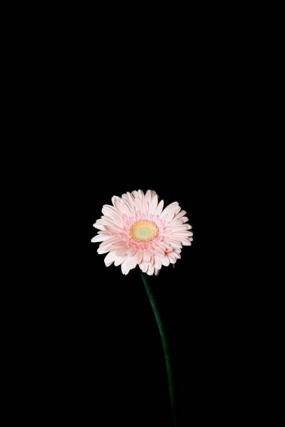 istock Beautiful gerbera flower on black background. Nature concept. Minimal style composition. 1298333816