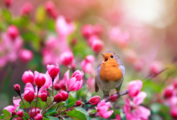 小さなソングバード、ロビンは、リンゴの木の花の中で5月に日当たりの良い庭に座っています - photography young animal bird young bird ストックフォトと画像