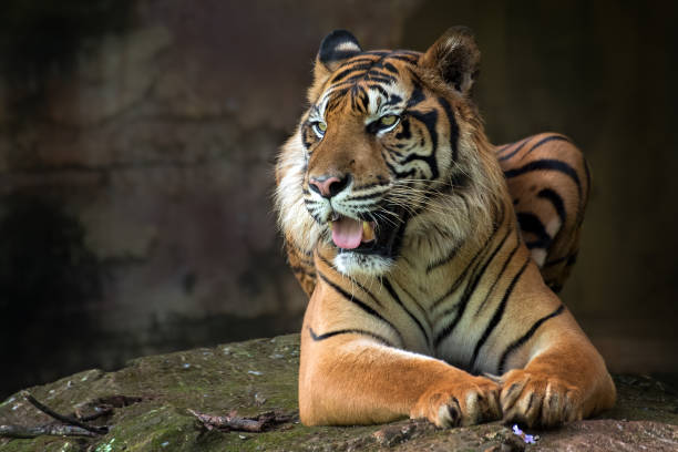 istock Portrait of a Sumatran tiger 1298335342