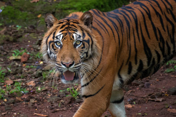 istock Portrait of a Sumatran tiger 1298335369