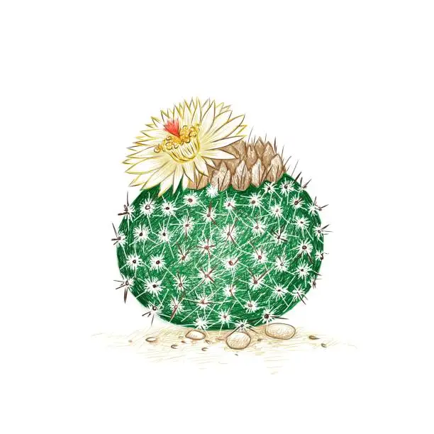 Vector illustration of Hand Drawn Sketch of Notocactus or Parodia Cactus
