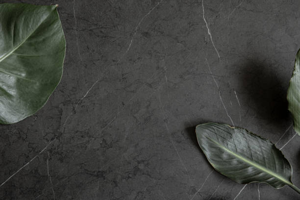 istock Large natural tropical leaves on marble surface top view. 1298338698