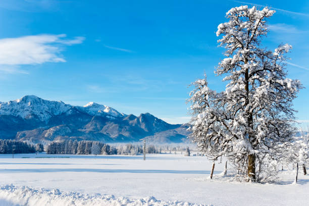 istock Winter landscape in the Bavarian Alps 1298338731