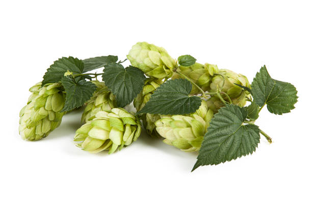 istock Fresh hop cones on a white background 1298338878