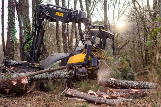istock machine for cutting tree trunks used in the forestry industry 1298339838