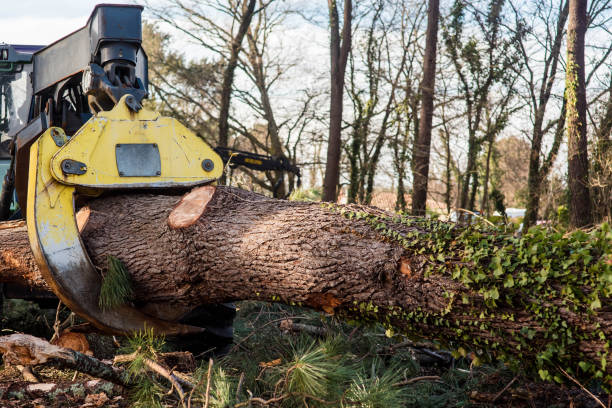 istock skidder used in the forestry industry to fell and pull large tree trunks 1298340155