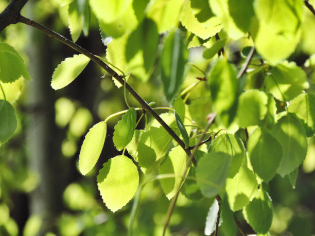 istock green leaves on blurred greenery background  and sunlight 1298341216