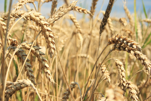 Gold fields of wheat at the end of summer fully ripe. Background of ripening ears of meadow wheat field. Field landscape. Harvest and food concept. The concept of the Ukrainian harvest