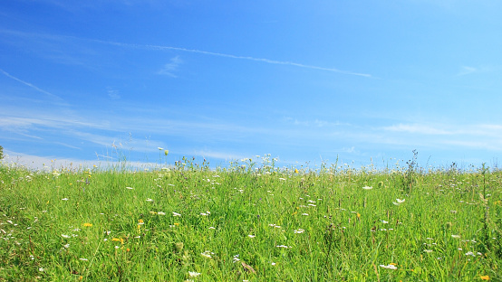 Wildflowers meadow under blue sky