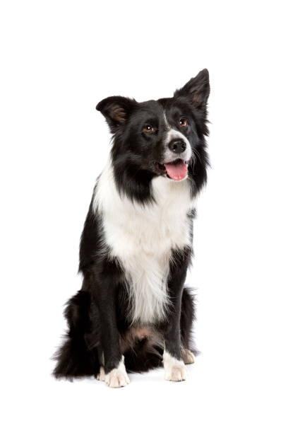 istock border collie sheepdog isolated on white 1298344501
