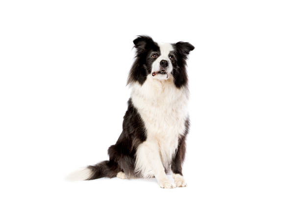 istock border collie sheepdog isolated on white 1298344511