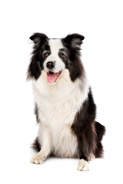 istock border collie sheepdog isolated on white 1298344588